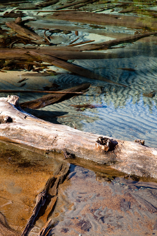 Fallen Trees In Shallows Of Mowich Lake